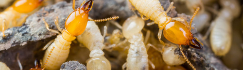 Termite Control Abu Dhabi | Best Termite Control Service Companies Abu Dhabi