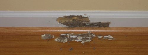 Termite Control Abu Dhabi | Top Termite Control Services Abu Dhabi